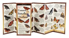 Rick Cech Common Butterflies Of The Northeast 