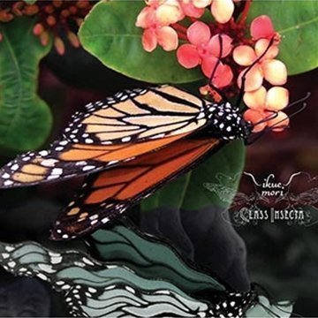 Ikue Mori/Class Insecta
