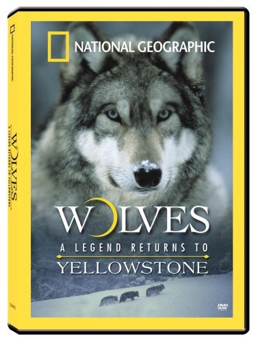 Wolves Legend Returns To Yello National Geographic Nr 