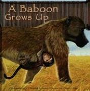 Anastasia Suen A Baboon Grows Up 