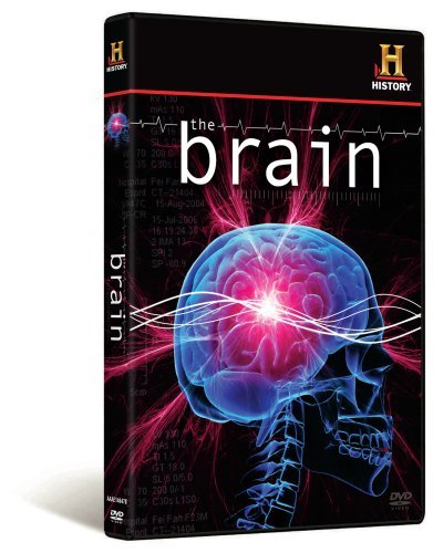 Brain Brain Nr 