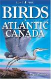 Roger Burrows Birds Of Atlantic Canada Uk 