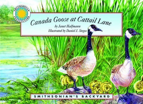 Janet Halfmann Canada Goose At Cattail Lane 