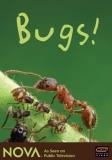 Nova Nova Bugs Nr 3 DVD 