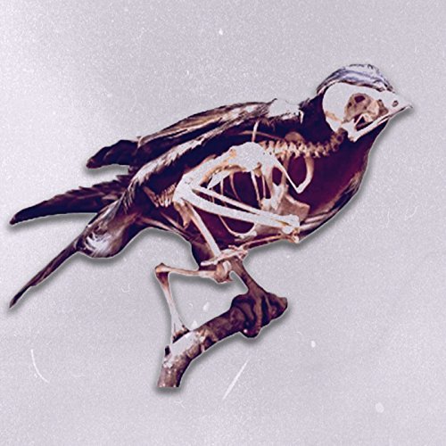 1970s Film Stock/Birds