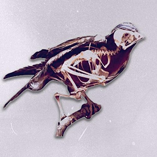 1970s Film Stock/Birds