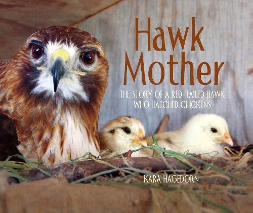 Kara Hagedorn Hawk Mother The Story Of A Red Tailed Hawk Who Hatched Chicke 