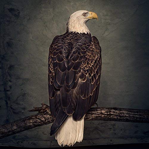 Clutch/Book Of Bad Decisions@2 LP
