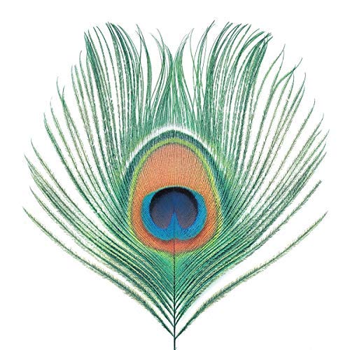 Xtc/Apple Venus Vol 1