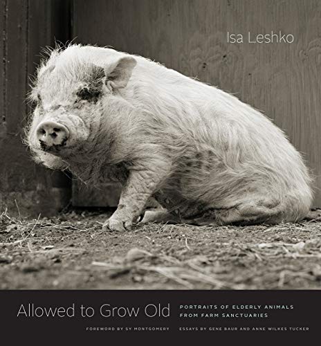 Isa Leshko Allowed To Grow Old Portraits Of Elderly Animals From Farm Sanctuarie 