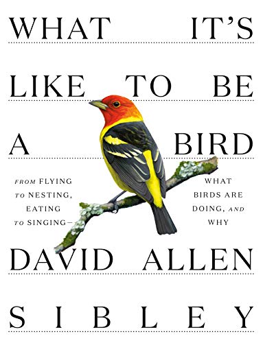 David Allen Sibley/What It's Like to Be a Bird@From Flying to Nesting, Eating to Singing--What Birds Are Doing, and Why