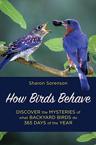 Sharon Sorenson How Birds Behave Discover The Mysteries Of What Backyard Birds Do 
