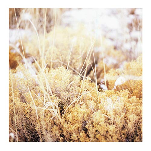Mamiffer/The Brilliant Tabernacle