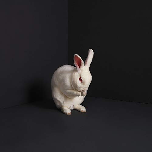 Brume/Rabbits