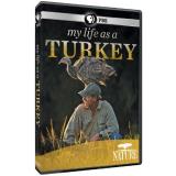 My Life As A Turkey Nature Ws Nr 