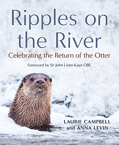 Laurie Campbell Ripples On The River Celebrating The Return Of The Otter 