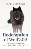 Rick Mcintyre The Redemption Of Wolf 302 From Renegade To Yellowstone Alpha Male 