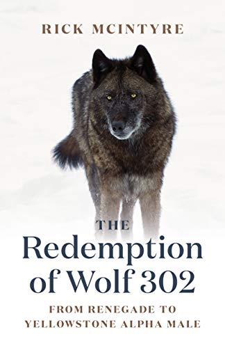 Rick Mcintyre The Redemption Of Wolf 302 From Renegade To Yellowstone Alpha Male 