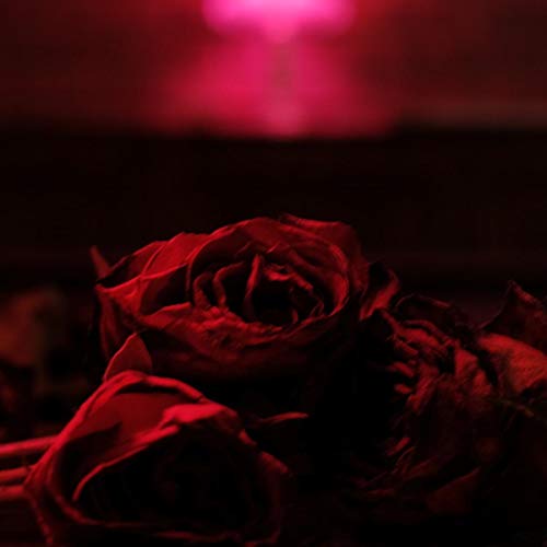 The Paper Kites/Roses