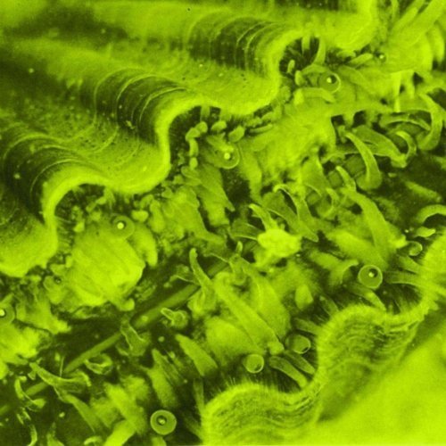 Mermaids/Holiday/Whirlpool@7 Inch Single