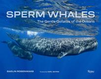 Gaelin Rosenwaks Sperm Whales The Gentle Goliaths Of The Ocean 