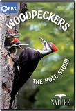 Nature Woodpeckers The Hole Nature Woodpeckers The Hole 