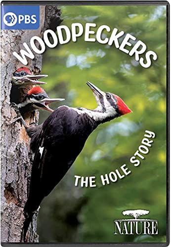 Nature Woodpeckers The Hole Nature Woodpeckers The Hole 