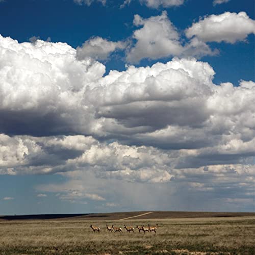 Fruit Bats/Tripper (DELUXE REISSUE, WHITE VINYL)@LP + 7" w/ download card