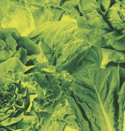 Lettuce/Monorail 3000 B/W Star Childre