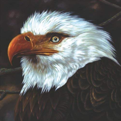 Mogwai/Hawk Is Howling@Import-Eu