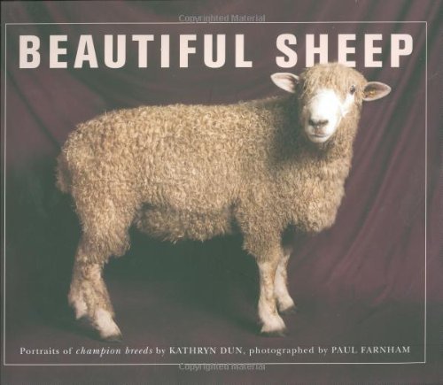 Kathryn Dun Beautiful Sheep Portraits Of Champion Breeds 