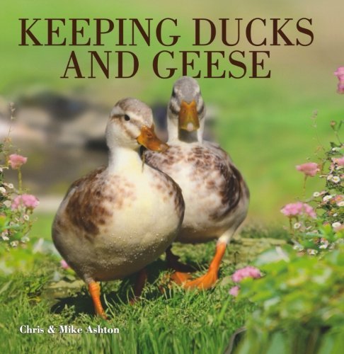 Chris Ashton Keeping Ducks And Geese 