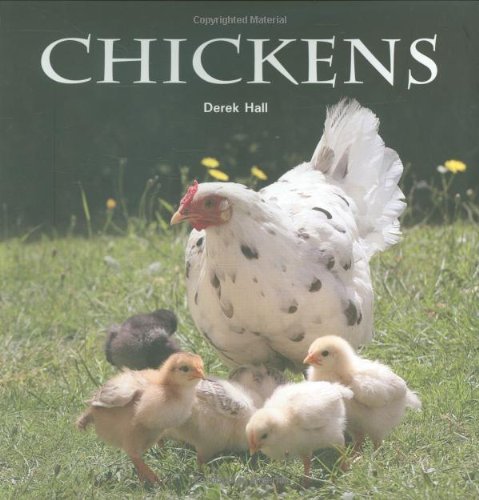 Derek Hall Chickens 