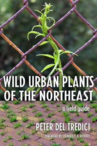 Peter Del Tredici Wild Urban Plants Of The Northeast A Field Guide 