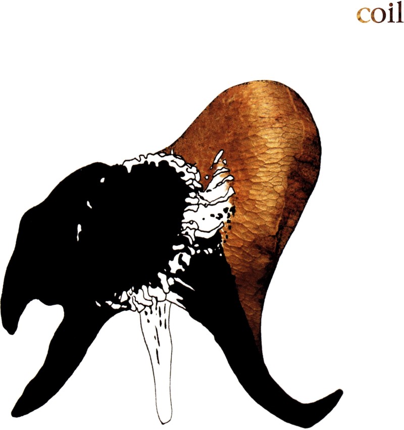 Coil/Black Antlers@Amped Exclusive