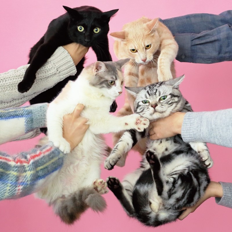 Kinoko Teikoku/Neko to Allergy (Color Reissue) (Clear Pink Vinyl)@2LP