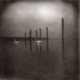 OM/Conference of the Birds