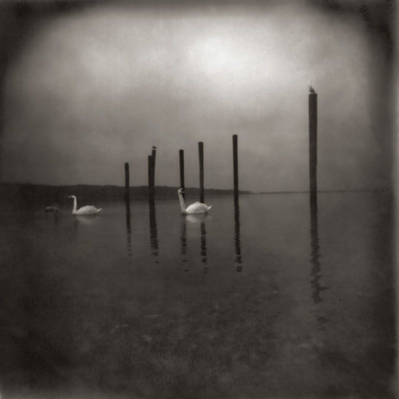 OM/Conference of the Birds