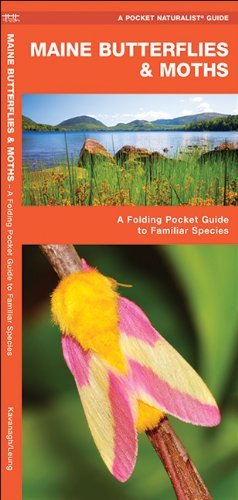 James Kavanagh Maine Butterflies & Moths An Introduction To Familiar Species 