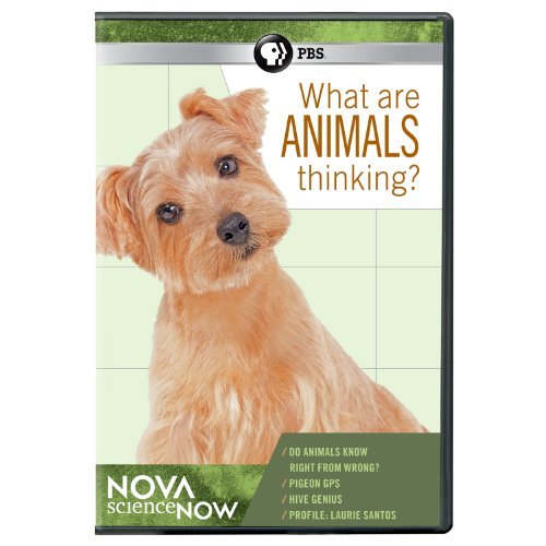 What Are Animals Thinking? Nova Sciencenow Nr 