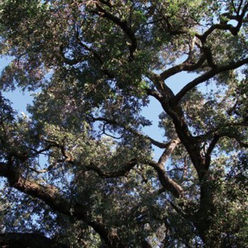 Charles Manson/Trees