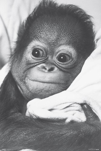 Poster/Snuggle  Pas0355