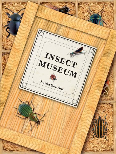 Sonia Dourlot Insect Museum Describing 114 Species Of Insects And Other Arthr 