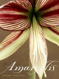 Starr Ockenga Amaryllis 