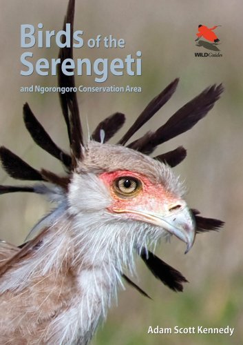 Adam Scott Kennedy Birds Of The Serengeti And Ngorongoro Conservation Area 