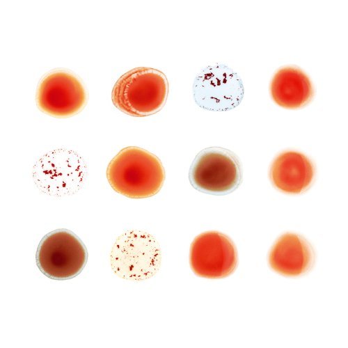 Peter Gabriel/Scratch My Back/And I'Ll Scratch Yours@2 Cd