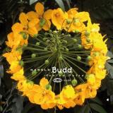 Harold Budd Avalon Sutra 2 CD 