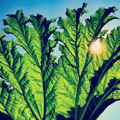 Pfarmers/Gunnera