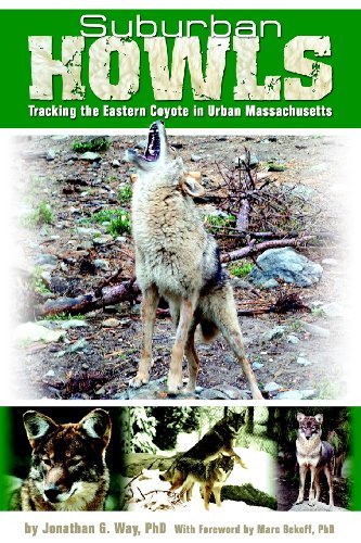 Jonathan G. Way Suburban Howls Tracking The Eastern Coyote In Urban Massachusett 