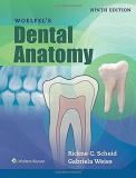 Rickne C. Scheid Woelfel's Dental Anatomy 0009 Edition; 